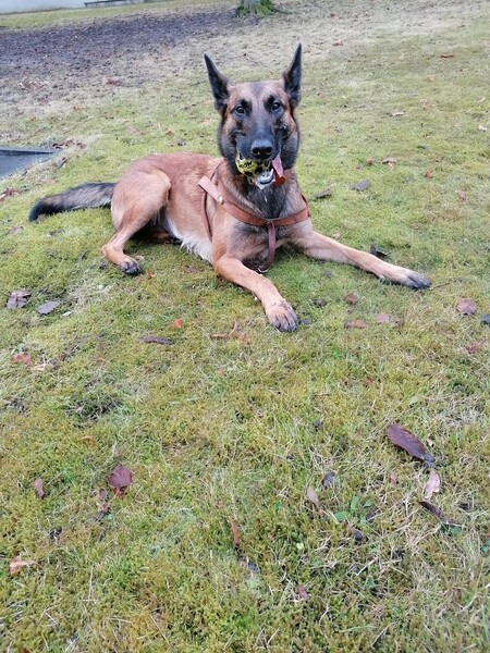 Malinois Malinoishündin nach dem Training mit Ball im Fang