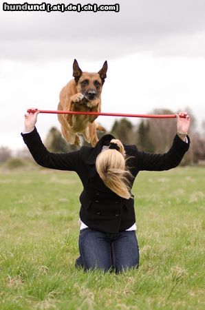 Malinois Hunde Foto 46828 in höherer Auflösung ansehen Malinois Kerou ( Bellyeu)