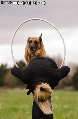 Malinois Hunde Foto 46824 in höherer Auflösung ansehen Malinois Kerou ( Bellyeu)
