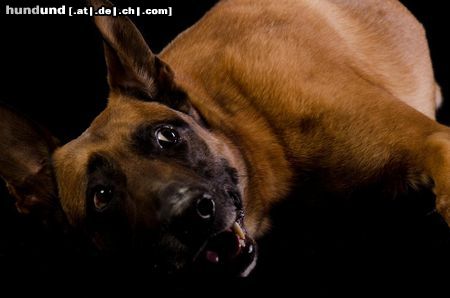 Malinois Hunde Foto 46827 in höherer Auflösung ansehen Malinois Kerou ( Bellyeu)