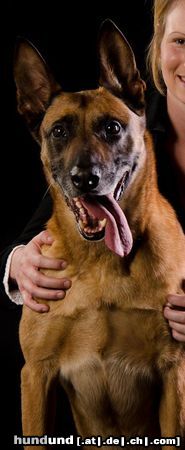 Malinois Hunde Foto 46825 in höherer Auflösung ansehen Malinois Kerou ( Bellyeu)