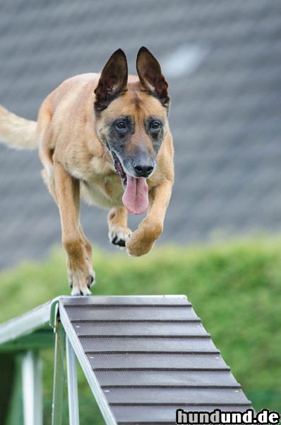 Malinois Malinois beim Agility Training 