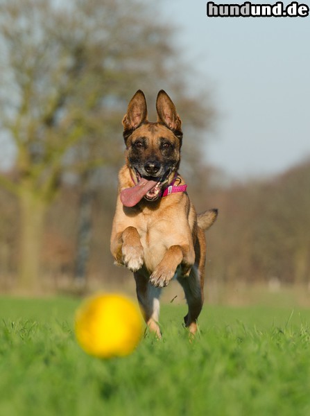 Malinois Malinois Kerou auf Balljagd 