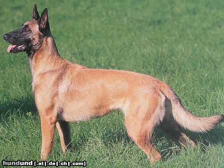 Malinois Hunde Foto 20876 in höherer Auflösung ansehen Malinois