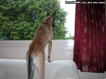 Malinois Hunde Foto 4371 Malinois Hallo...ich bin hier...hier oben...
