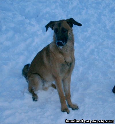 Malinois Hunde Foto 8390 Malinois