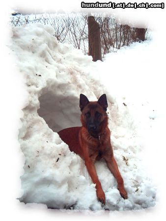 Malinois Hunde Foto 22019 in höherer Auflösung ansehen Malinois mein bester freund rocky