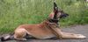 Malinois Foto: Boris... (ID 24933) Malinois Hund