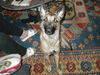 Malinois Foto: Kiara Belgischer Schäferhund Malinois (ID 43937) Malinois Hund