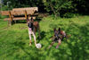 Malinois Foto: Vater und Sohn (ID 25180) Malinois Hund
