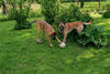 Malinois Foto: Nino und Floh (ID 25198) Malinois Hund