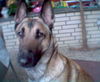 Malinois Foto (ID 33654) Malinois Hund