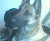Malinois Foto: \\Hier noch mal Nica (ID 33656) Malinois Hund