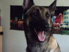 Malinois Foto: \Hier noch mal Nica (ID 33655) Malinois Hund