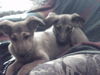 Malinois Foto: Welpen von Nica,9 Wochen alt (ID 33658) Malinois Hund