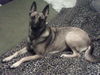 Malinois Foto: \\\\Hier noch mal Nica (ID 33657) Malinois Hund