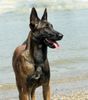 Malinois Foto: Mira (ID 23730) Malinois Hund