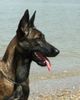 Malinois Foto: Mira (ID 23731) Malinois Hund