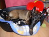 Malinois Foto: Loona schläft tief und fest (ID 36340) Malinois Hund