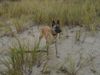 Malinois Foto: Hier mal ein Foto von meinem *Mali* scott (ID 45177) Malinois Hund