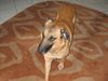 Malinois Foto: Beethoven (ID 20617) Malinois Hund