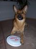 Malinois Foto: Toby mit einem seiner Lieblingsspielzeuge (ID 26107) Malinois Hund