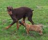 Malinois Foto (ID 16353) Malinois Hund