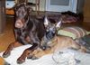 Malinois Foto (ID 16352) Malinois Hund