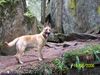 Malinois Foto: Joe (ID 40685) Malinois Hund