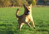 Malinois Foto: Beim Bälle fangen hab` ich immer einen heiden Spaß :-) (ID 26285) Malinois Hund