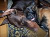 Malinois Foto: Armi und Mira (ID 23471) Malinois Hund