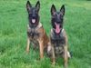 Malinois Foto: Mira und Yuppy (ID 23472) Malinois Hund