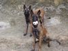 Malinois Foto: Mira und Yuppy (ID 23473) Malinois Hund