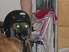 Malinois Foto: Beethoven mit Leuchtaugen wie Superman (ID 29494) Malinois Hund