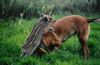 Malinois Foto: vertragen sich auch gut mit anderen tieren (ID 45448) Malinois Hund