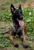 Malinois Foto: Malinois Hündin 16 Monate alt (ID 6525) Malinois Hund