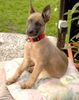 Malinois Foto: Endlich - die Ohren stehen (ID 11653) Malinois Hund