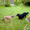 Malinois Foto: Mali-Welpe Whoopie und Ziehpapa Tobie (ID 11661) Malinois Hund