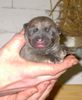 Malinois Foto: Mali-Welpe Whoopie keine 24 Stunden alt (ID 11662) Malinois Hund