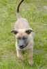 Malinois Foto: Whoopie, 10 Wochen (ID 11663) Malinois Hund