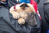 Malinois Foto: Whoopie: der sichere Platz auf Frauchen' s Arm (ID 11664) Malinois Hund