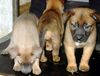 Malinois Foto: Kleiner Blick in die (ID 11766) Malinois Hund