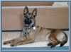 Malinois Foto (ID 11999) Malinois Hund