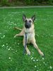 Malinois Foto: Cindy (ID 11274) Malinois Hund