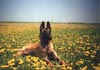 Malinois Hund