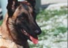 Malinois Hund