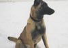 Malinois Hund