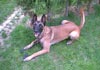 Malinois Hund