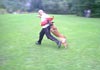 Malinois Hund