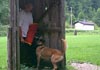 Malinois Hund